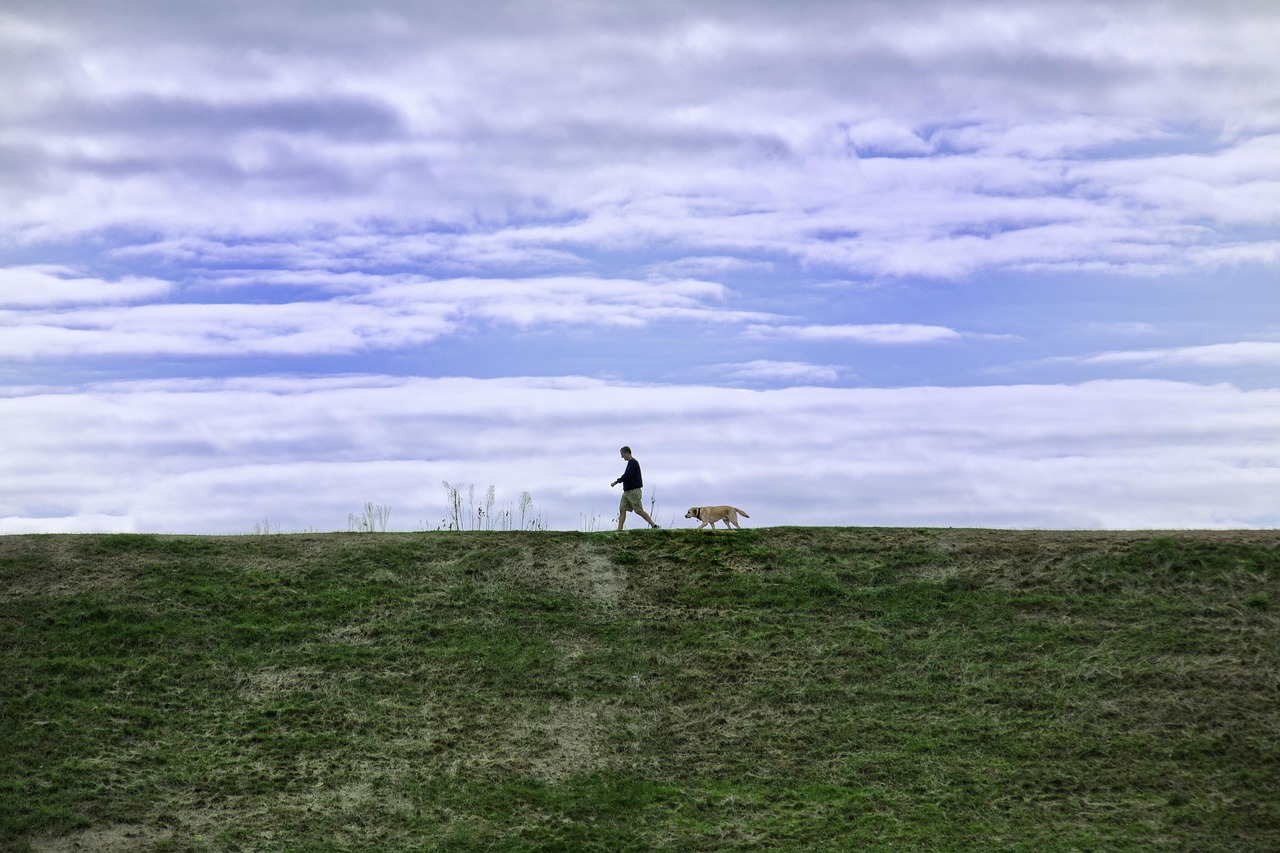 有嘴蓝骆驼：随身画app详情下载教程