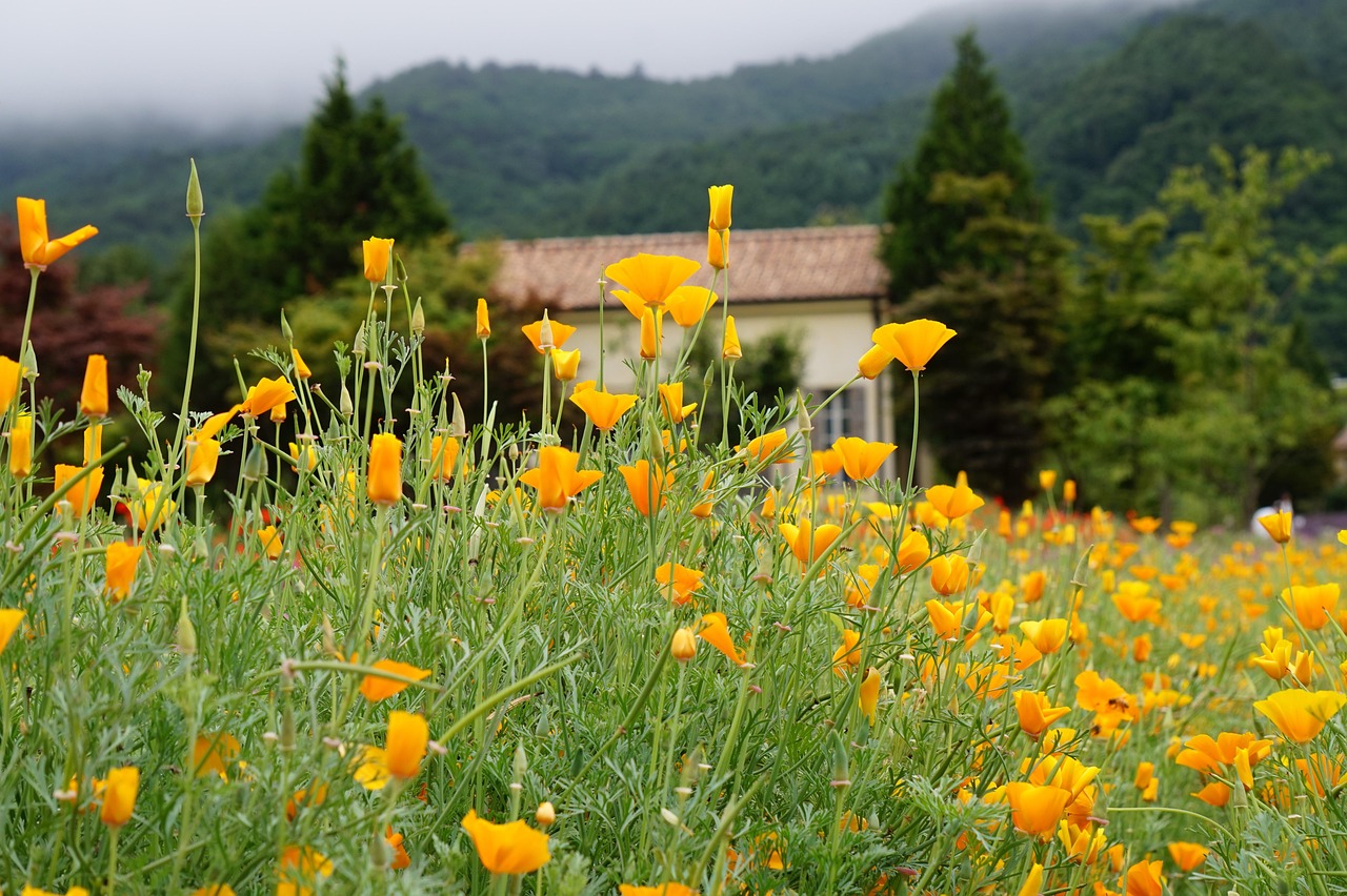 培养又强又健康的玩家，说不定就能掠夺一片什么
