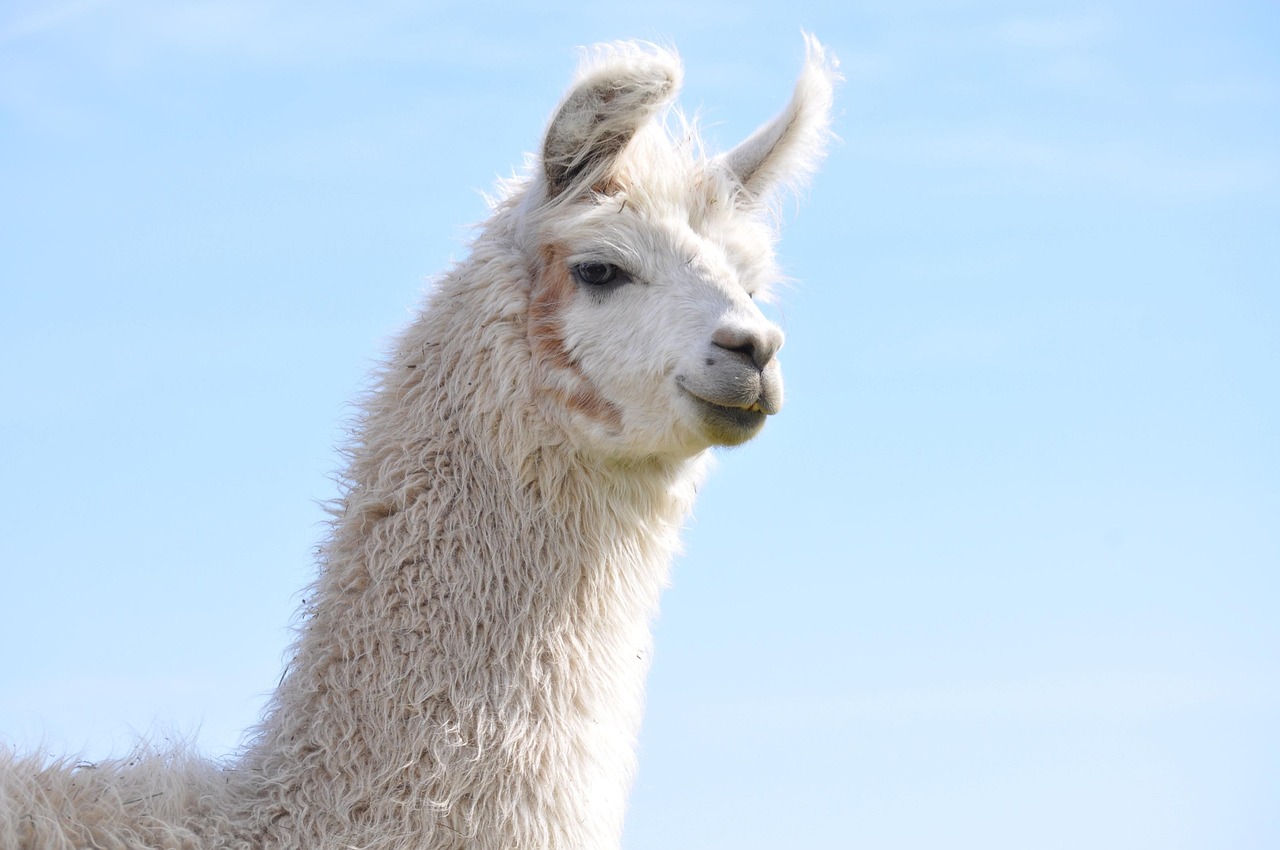 网络的盾牌!DDoS攻击防御的前沿技术解析!