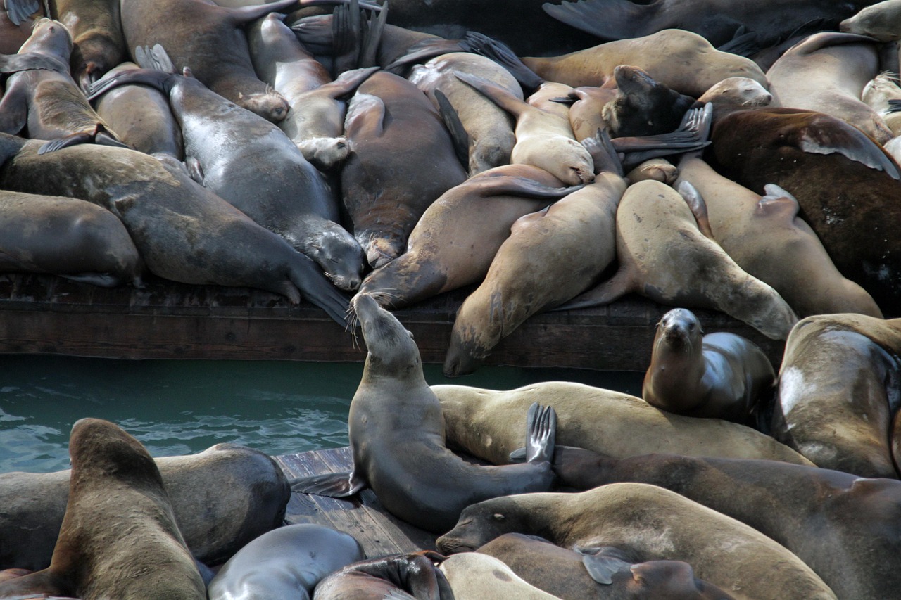 “黑市”技术支持服务究竟能卖多少钱？