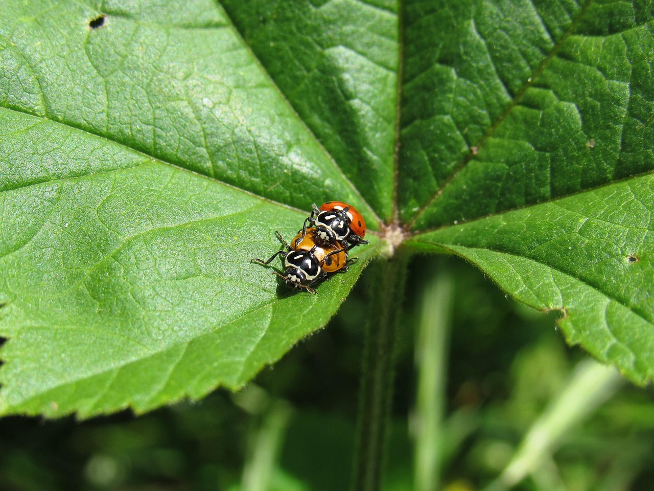 微信号码批发：企业账号代理注册